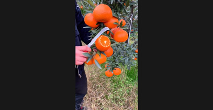 水果橙子带货短视频